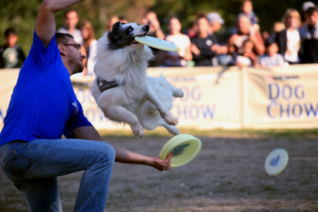 Dog Show