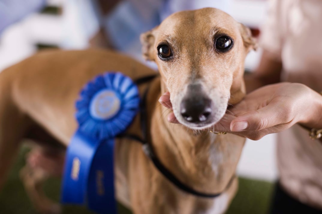 Couple with dog at a dog show