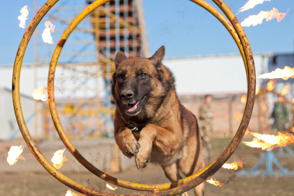 Chinese Fire Dog