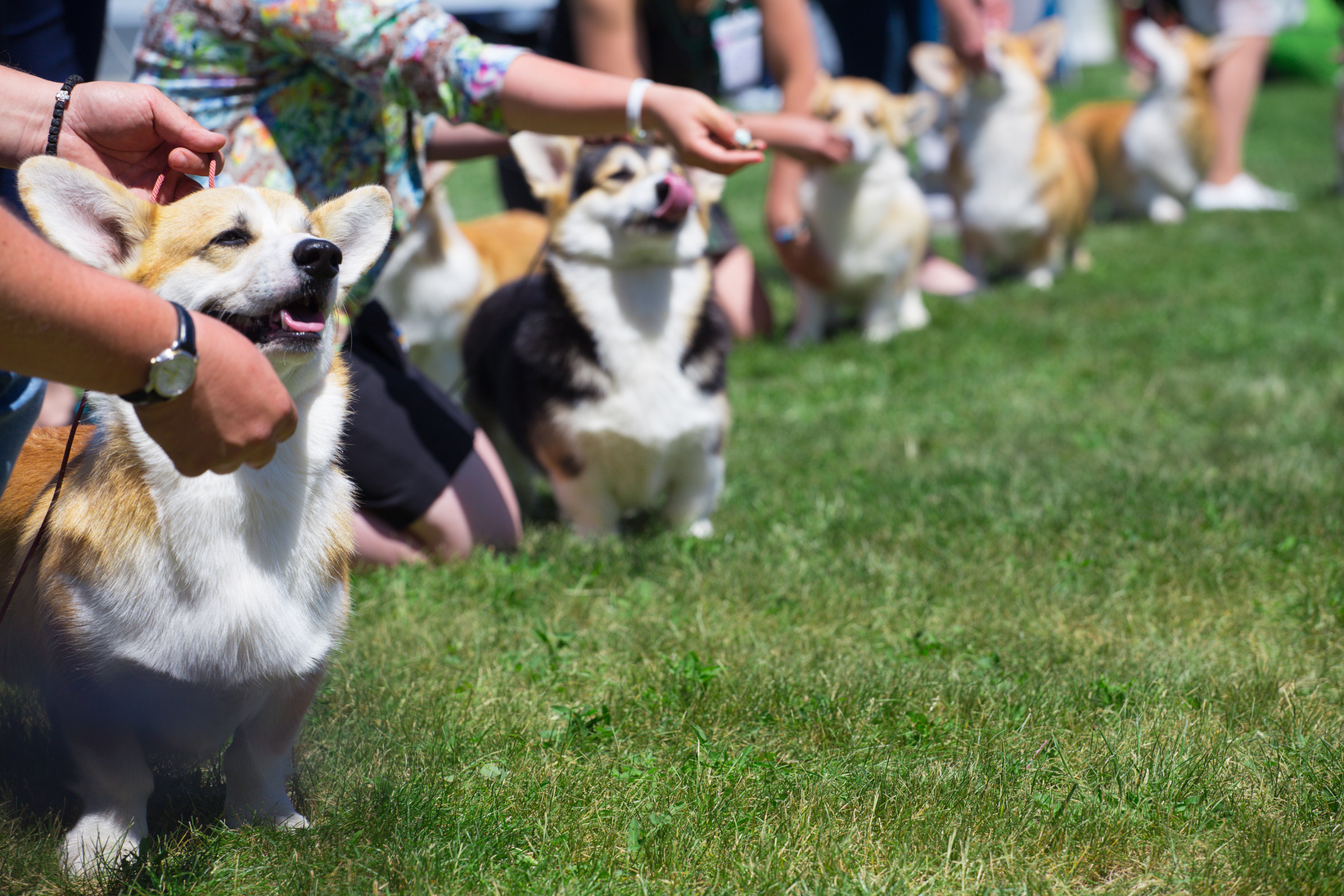 corgi dogs and handlers at the dog show